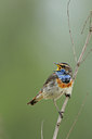 BUITEN BEELD Foto: 55674