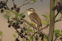 BUITEN BEELD Foto: 55717