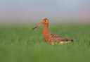 BUITEN BEELD Foto: 55758