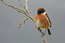BUITEN BEELD Foto: 55768