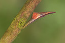 BUITEN BEELD Foto: 55778