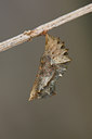 BUITEN BEELD Foto: 55779