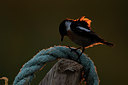 BUITEN BEELD Foto: 55859