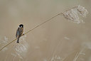 BUITEN BEELD Foto: 55875