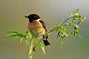 BUITEN BEELD Foto: 55911