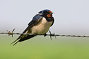 BUITEN BEELD Foto: 55919