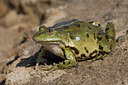 BUITEN BEELD Foto: 55923