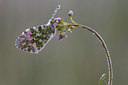 BUITEN BEELD Foto: 55926