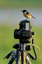 BUITEN BEELD Foto: 55930