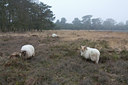 BUITEN BEELD Foto: 55961