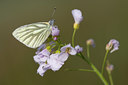 BUITEN BEELD Foto: 55963