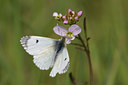 BUITEN BEELD Foto: 55968