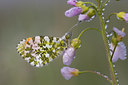 BUITEN BEELD Foto: 55970