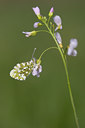 BUITEN BEELD Foto: 55972