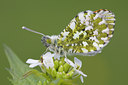 BUITEN BEELD Foto: 55975