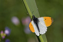 BUITEN BEELD Foto: 55976