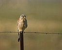 BUITEN BEELD Foto: 56079