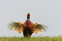 BUITEN BEELD Foto: 56113