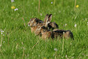 BUITEN BEELD Foto: 56139
