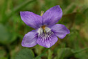 BUITEN BEELD Foto: 56179
