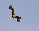 BUITEN BEELD Foto: 56238