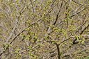 BUITEN BEELD Foto: 56285