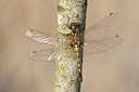 BUITEN BEELD Foto: 56300