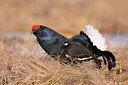 BUITEN BEELD Foto: 56407