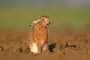 BUITEN BEELD Foto: 56482