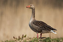 BUITEN BEELD Foto: 56501