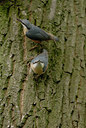 BUITEN BEELD Foto: 56538