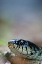 BUITEN BEELD Foto: 56540