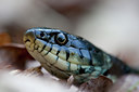 BUITEN BEELD Foto: 56542