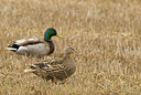BUITEN BEELD Foto: 56552