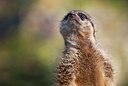 BUITEN BEELD Foto: 56563