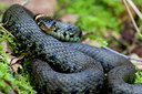 BUITEN BEELD Foto: 56577