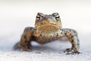 BUITEN BEELD Foto: 56595