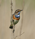 BUITEN BEELD Foto: 56636