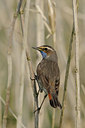 BUITEN BEELD Foto: 56639