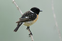 BUITEN BEELD Foto: 56648