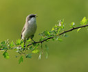 BUITEN BEELD Foto: 56654