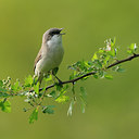 BUITEN BEELD Foto: 56656