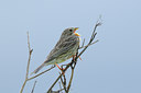 BUITEN BEELD Foto: 56673