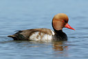 BUITEN BEELD Foto: 56692