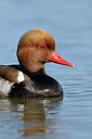 BUITEN BEELD Foto: 56694