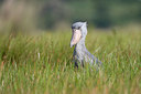 BUITEN BEELD Foto: 56781