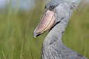 BUITEN BEELD Foto: 56789