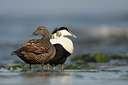 BUITEN BEELD Foto: 56790
