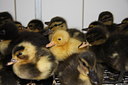 BUITEN BEELD Foto: 56825