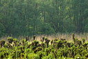 BUITEN BEELD Foto: 56850